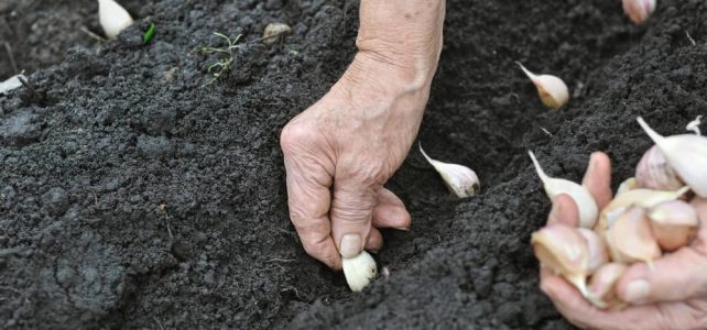 Sadenie cesnaku. Kedy a ako sadiť cesnak? Výsadba, pestovanie, hnojenie